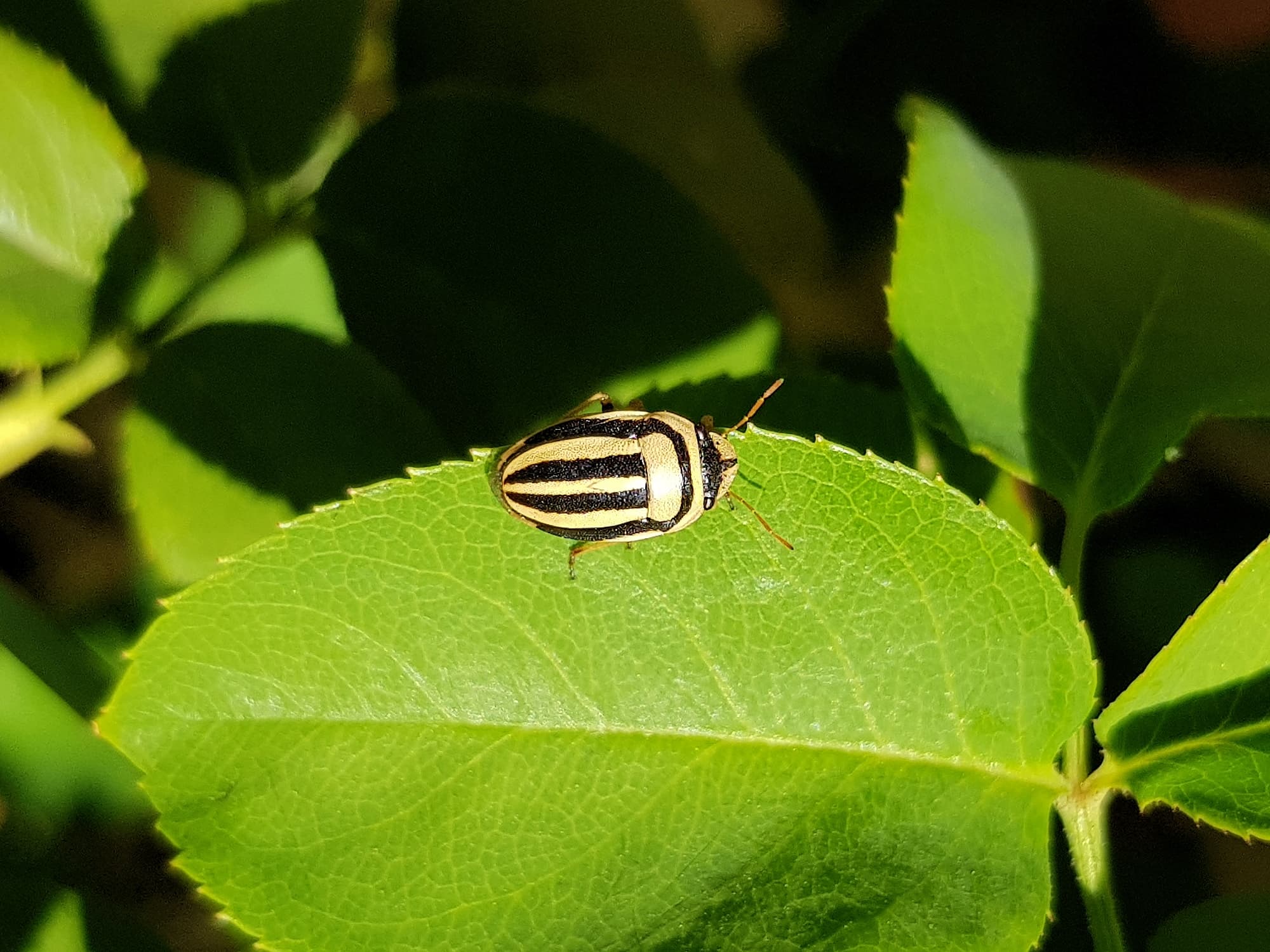 Ippatha australiensis (Stink Bug), family Pentatomidae, Alice Springs NT