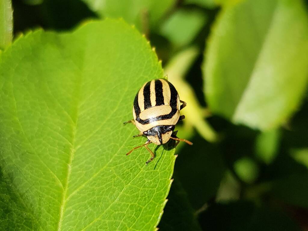 Ippatha australiensis (Stink Bug), family Pentatomidae, Alice Springs NT