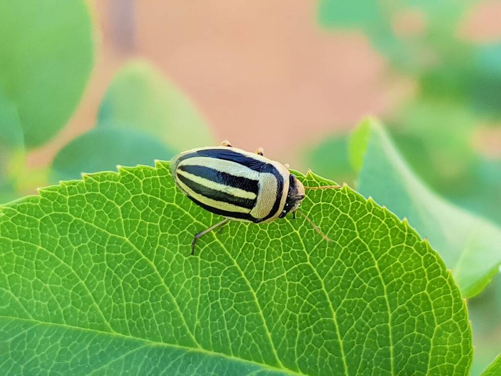 Ippatha australiensis (Stink Bug), family Pentatomidae, Alice Springs NT