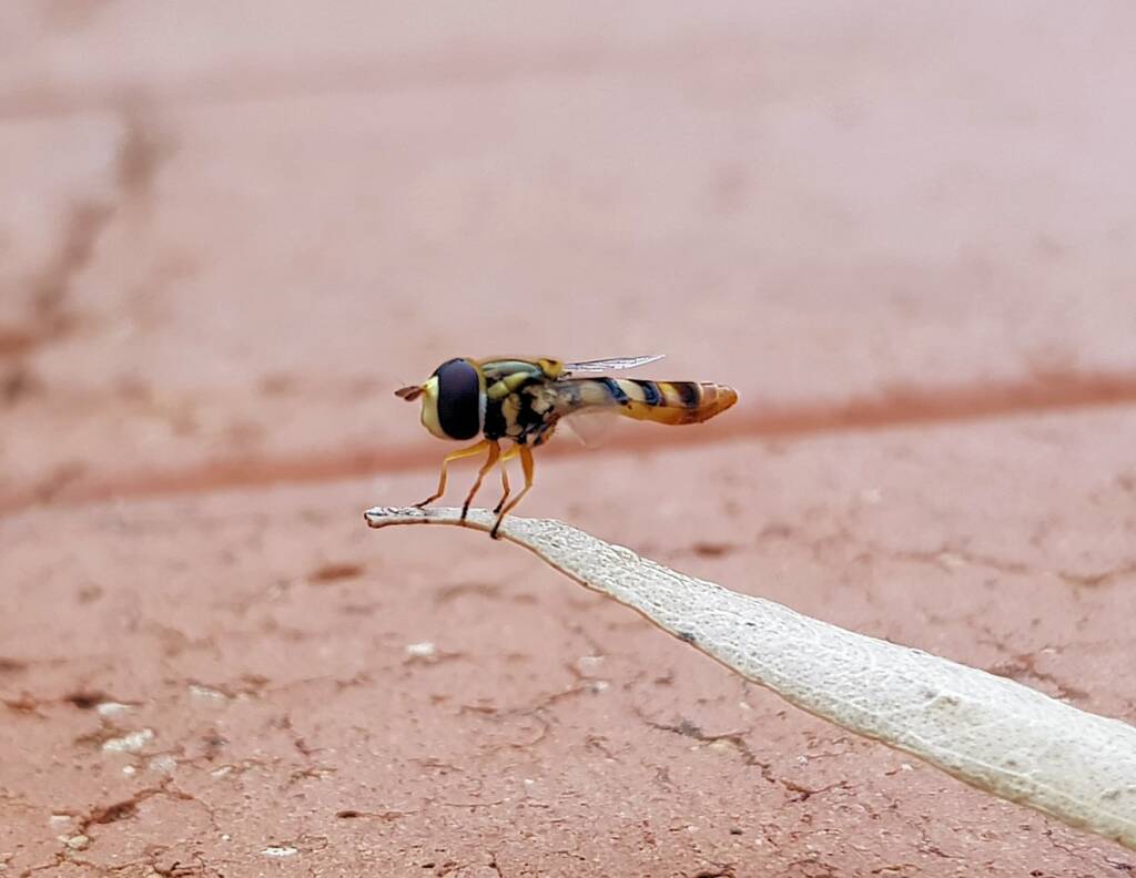 Yellow-shouldered Hover Fly (Ischiodon scutellaris), Alice Springs NT