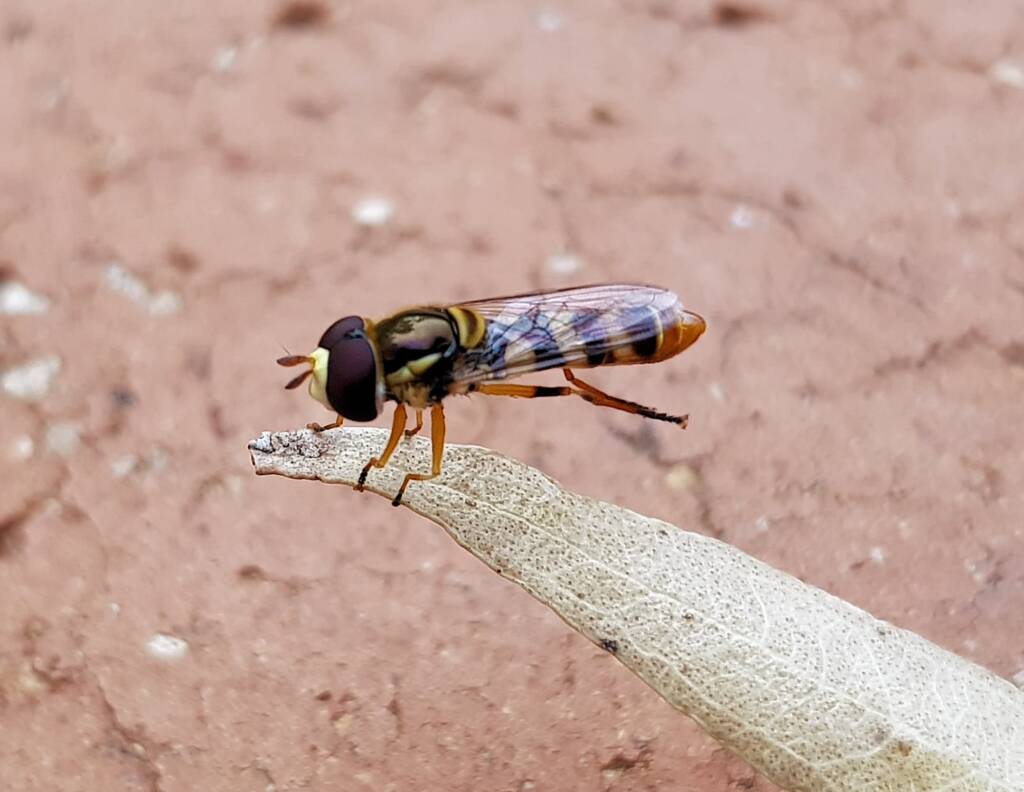 Yellow-shouldered Hover Fly (Ischiodon scutellaris), Alice Springs NT