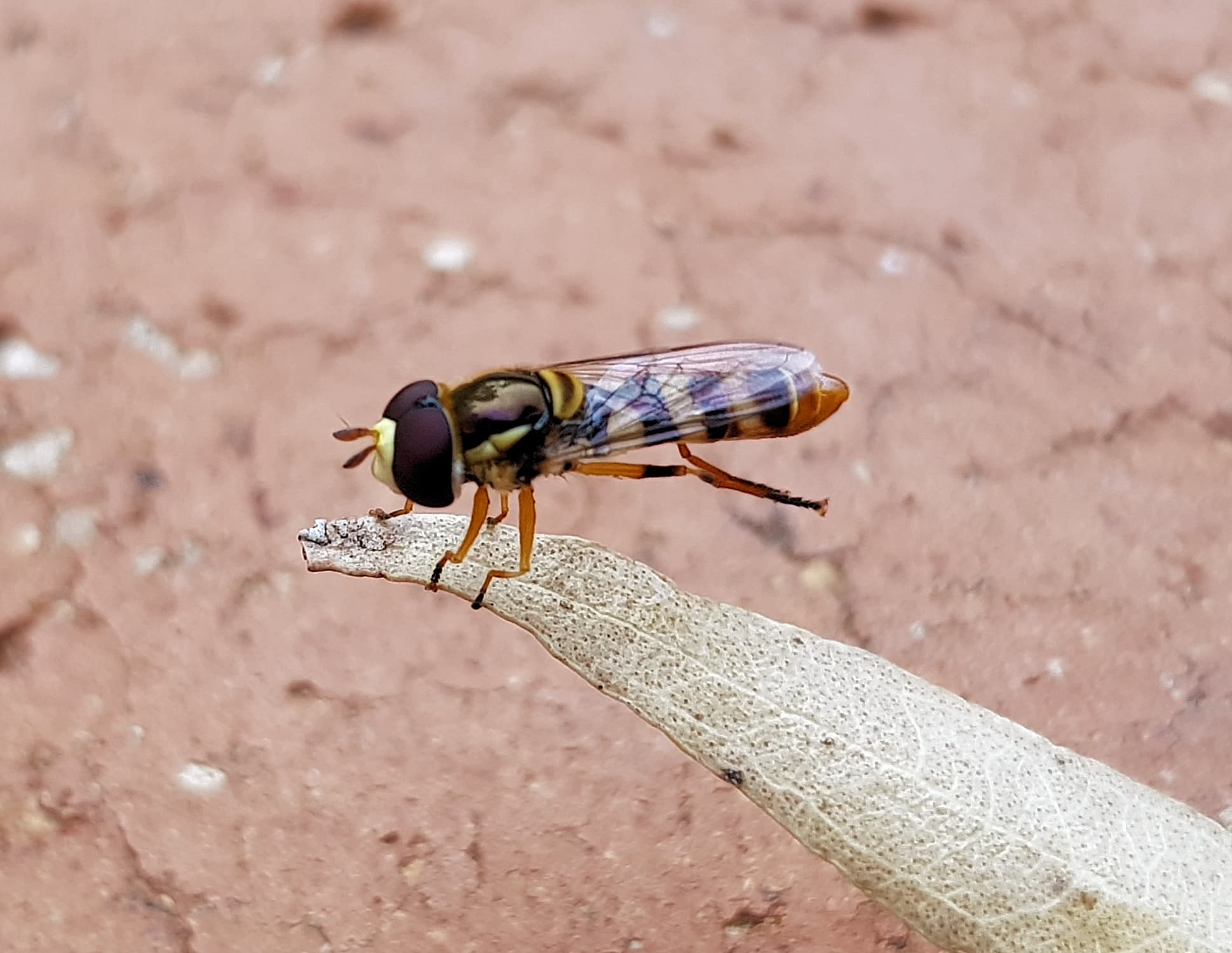 Yellow-shouldered Hover Fly (Ischiodon scutellaris), Alice Springs NT