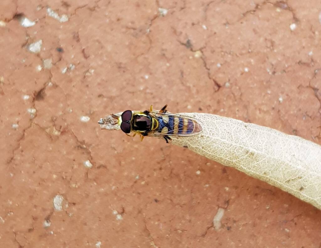 Yellow-shouldered Hover Fly (Ischiodon scutellaris), Alice Springs NT