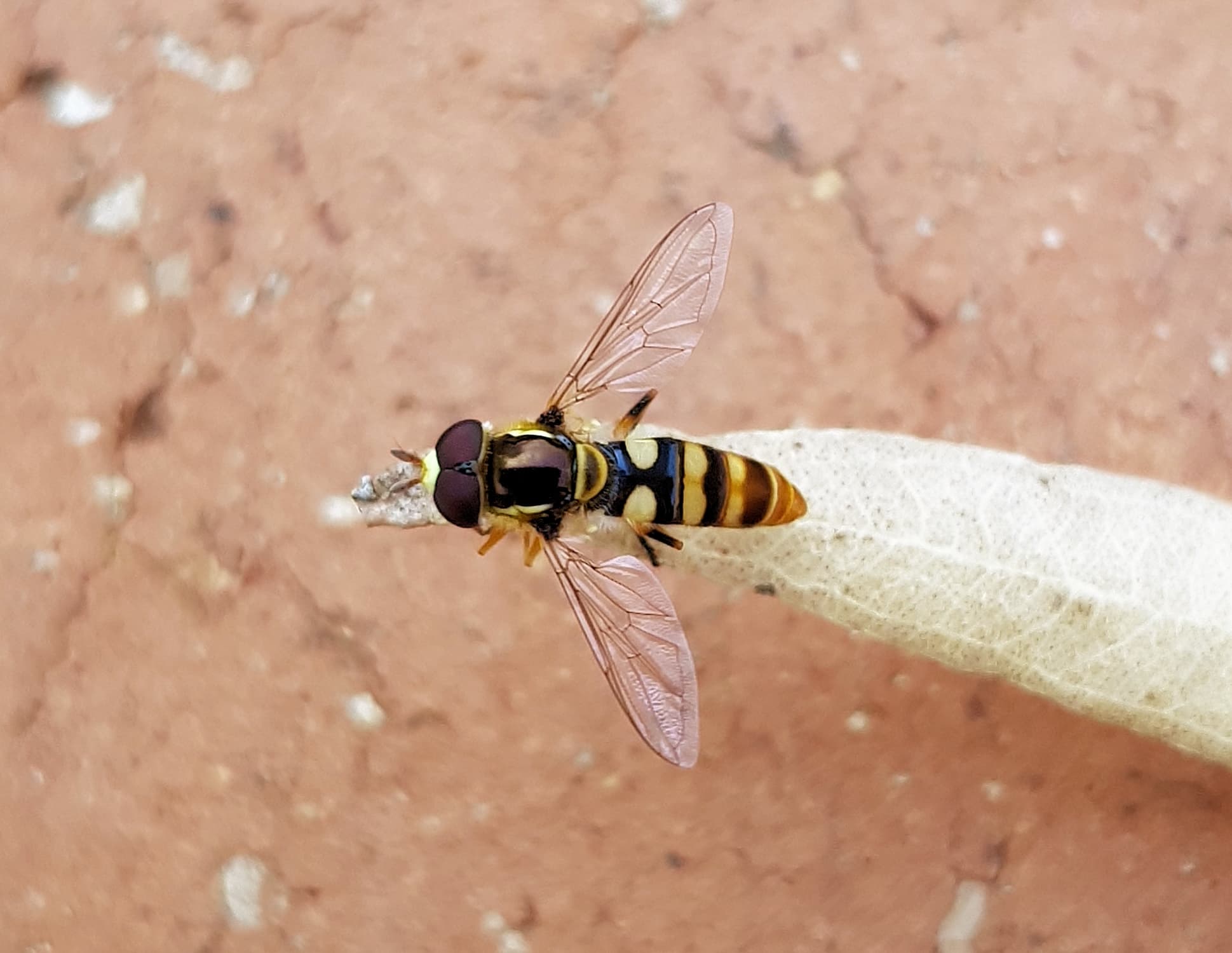 Yellow-shouldered Hover Fly (Ischiodon scutellaris), Alice Springs NT