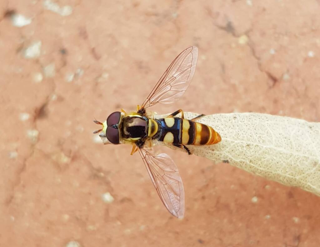 Yellow-shouldered Hover Fly (Ischiodon scutellaris), Alice Springs NT