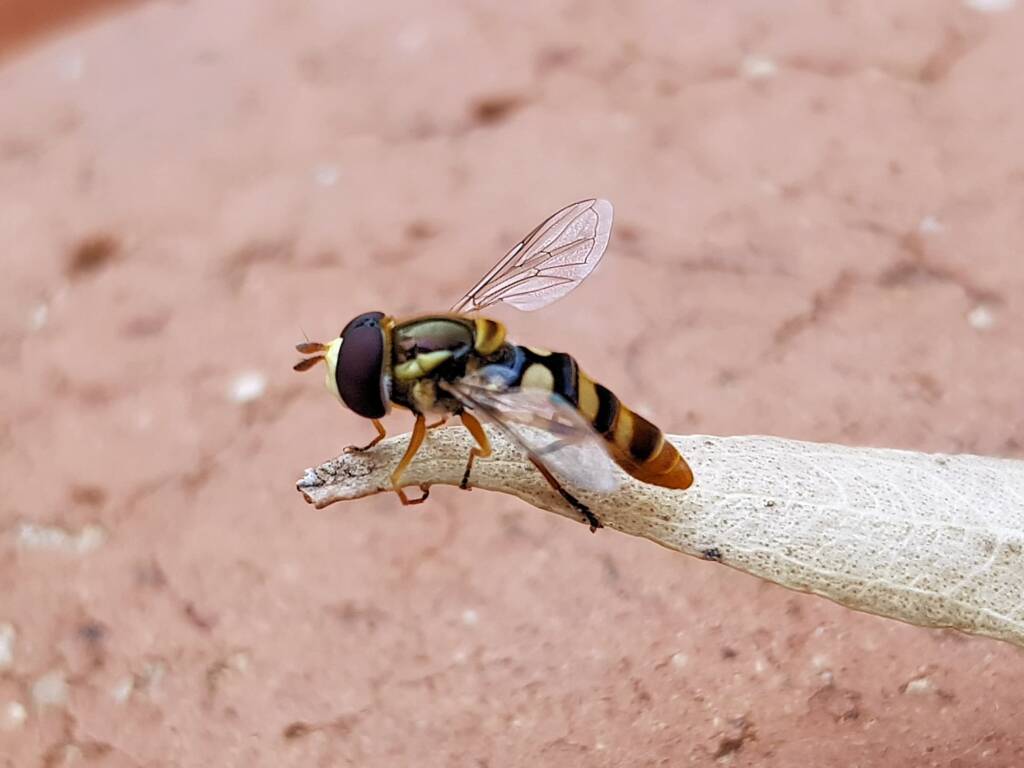 Yellow-shouldered Hover Fly (Ischiodon scutellaris), Alice Springs NT