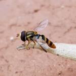 Yellow-shouldered Hover Fly (Ischiodon scutellaris), Alice Springs NT