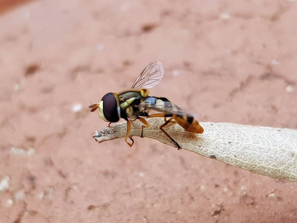 Yellow-shouldered Hover Fly (Ischiodon scutellaris), Alice Springs NT