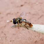 Yellow-shouldered Hover Fly (Ischiodon scutellaris), Alice Springs NT