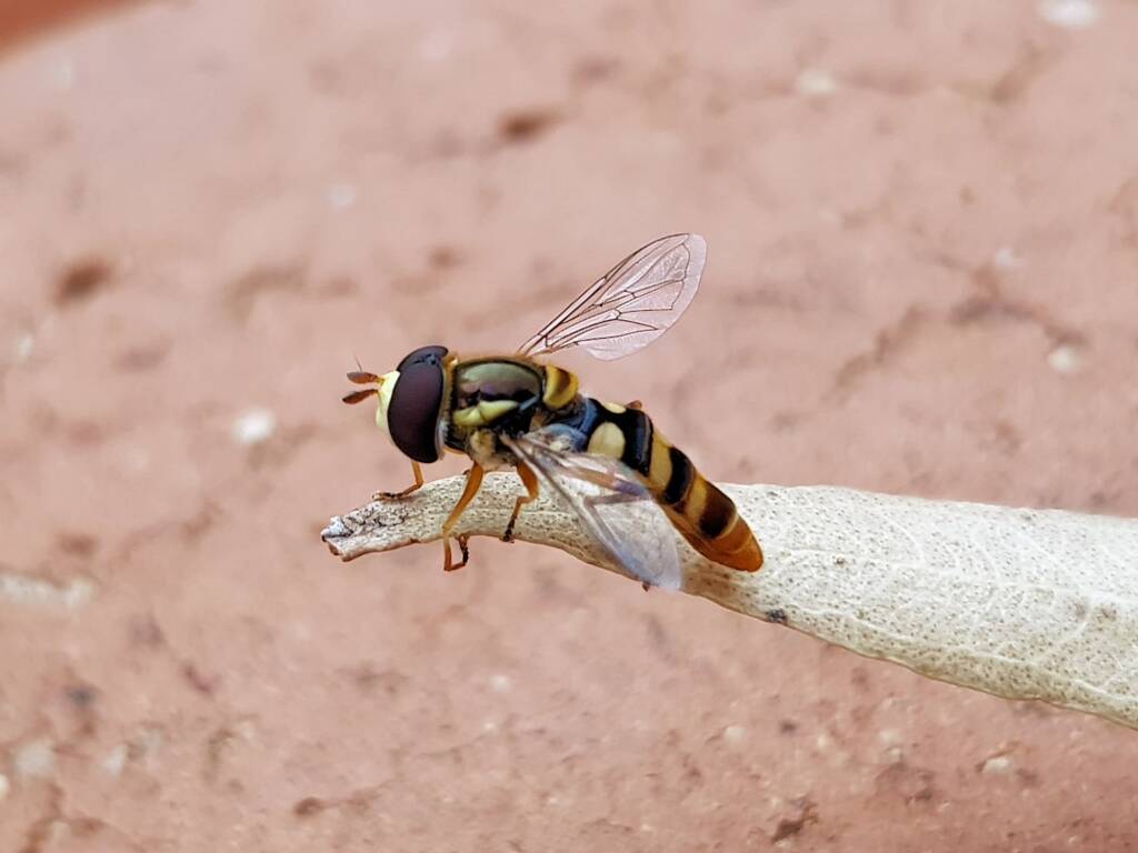 Yellow-shouldered Hover Fly (Ischiodon scutellaris), Alice Springs NT