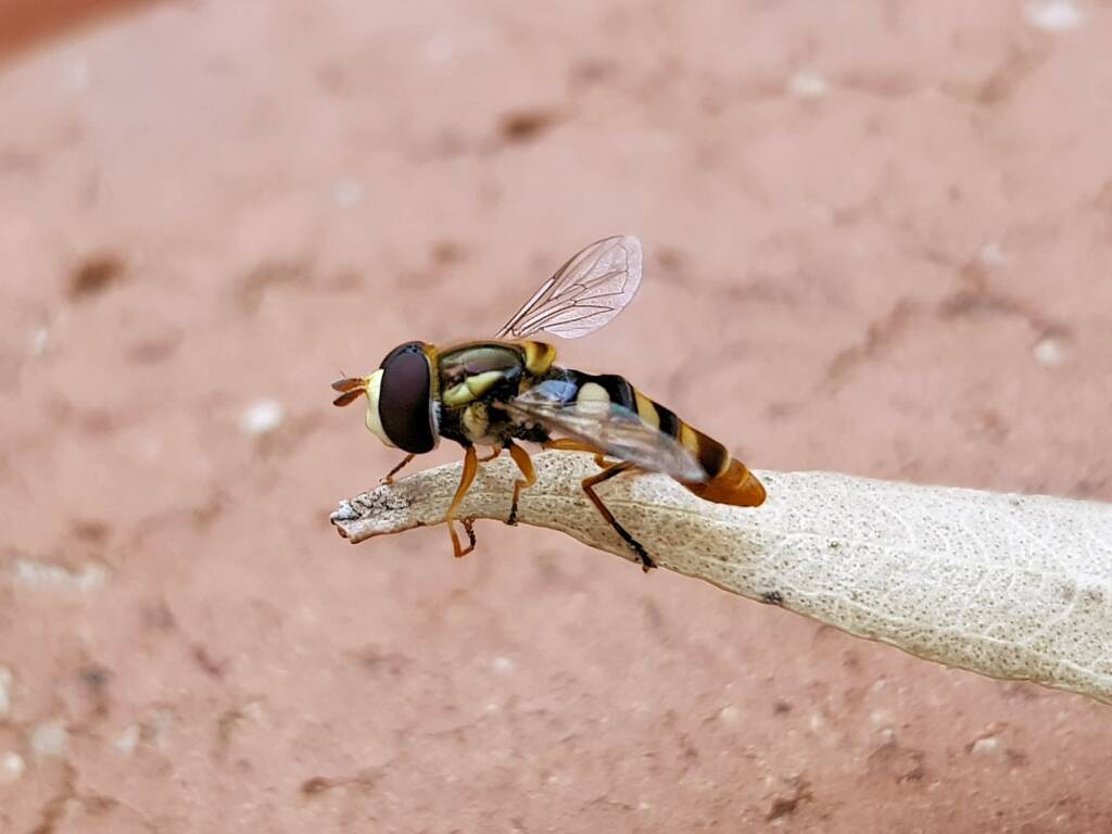 Yellow-shouldered Hover Fly (Ischiodon scutellaris), Alice Springs NT