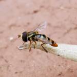 Yellow-shouldered Hover Fly (Ischiodon scutellaris), Alice Springs NT
