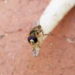 Yellow-shouldered Hover Fly (Ischiodon scutellaris), Alice Springs NT