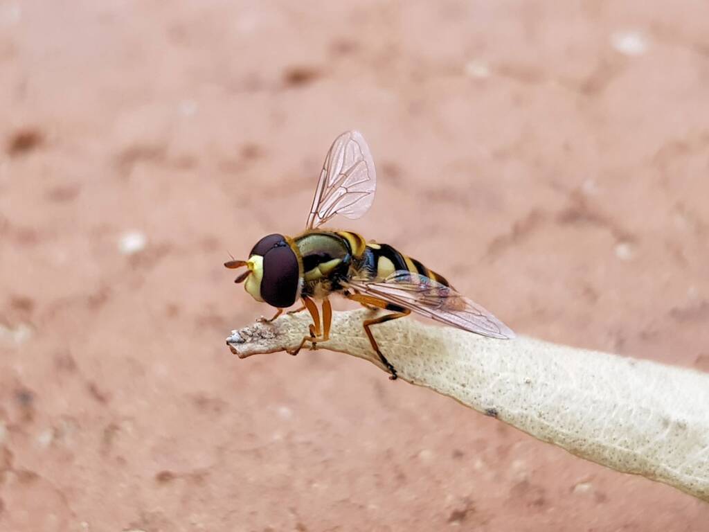 Yellow-shouldered Hover Fly (Ischiodon scutellaris), Alice Springs NT