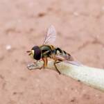 Yellow-shouldered Hover Fly (Ischiodon scutellaris), Alice Springs NT