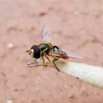 Yellow-shouldered Hover Fly (Ischiodon scutellaris), Alice Springs NT