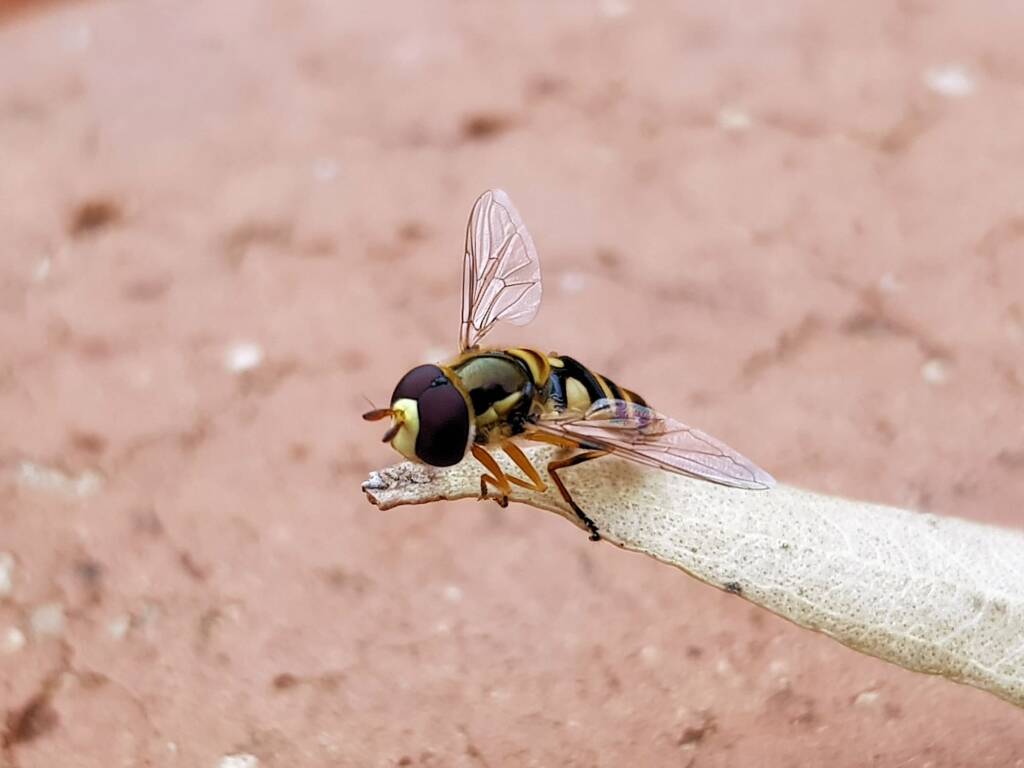 Yellow-shouldered Hover Fly (Ischiodon scutellaris), Alice Springs NT