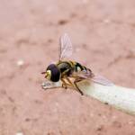 Yellow-shouldered Hover Fly (Ischiodon scutellaris), Alice Springs NT