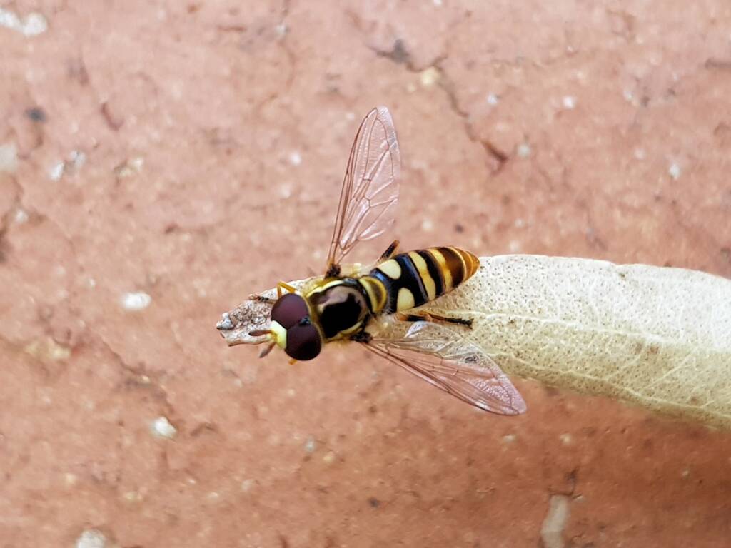 Yellow-shouldered Hover Fly (Ischiodon scutellaris), Alice Springs NT