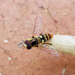 Yellow-shouldered Hover Fly (Ischiodon scutellaris), Alice Springs NT