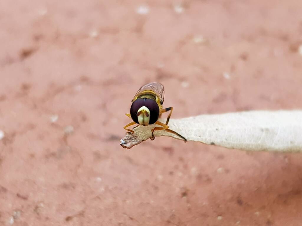 Yellow-shouldered Hover Fly (Ischiodon scutellaris), Alice Springs NT