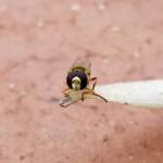 Yellow-shouldered Hover Fly (Ischiodon scutellaris), Alice Springs NT
