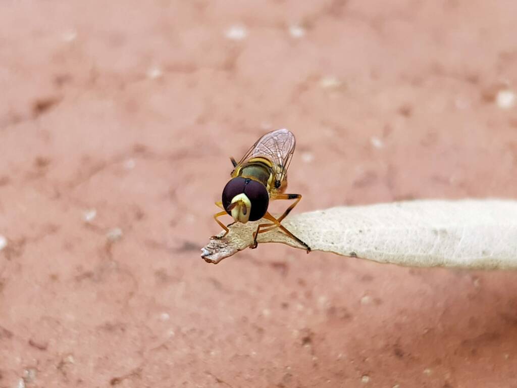 Yellow-shouldered Hover Fly (Ischiodon scutellaris), Alice Springs NT