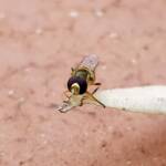 Yellow-shouldered Hover Fly (Ischiodon scutellaris), Alice Springs NT