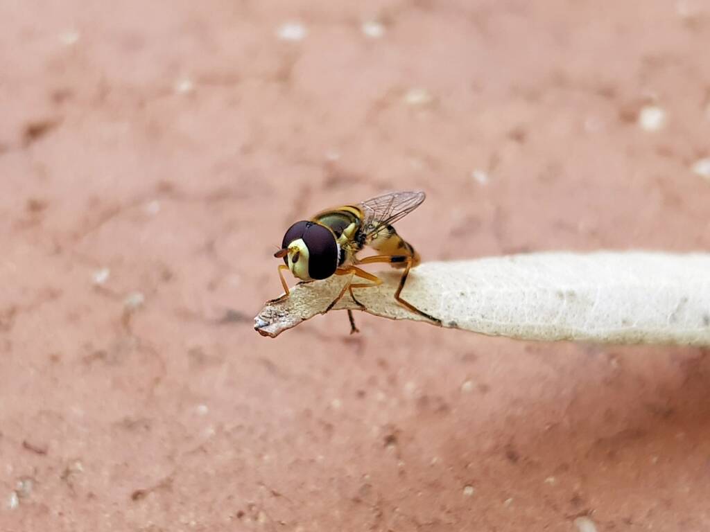 Yellow-shouldered Hover Fly (Ischiodon scutellaris), Alice Springs NT