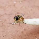 Yellow-shouldered Hover Fly (Ischiodon scutellaris), Alice Springs NT