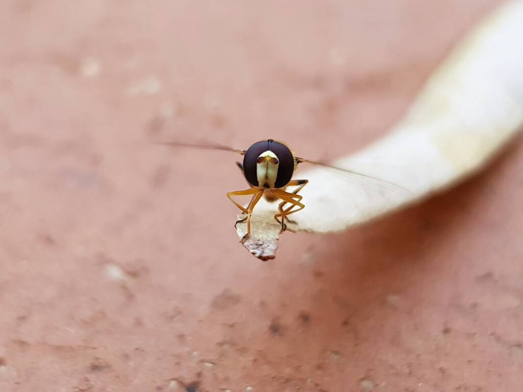 Yellow-shouldered Hover Fly (Ischiodon scutellaris), Alice Springs NT