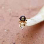 Yellow-shouldered Hover Fly (Ischiodon scutellaris), Alice Springs NT
