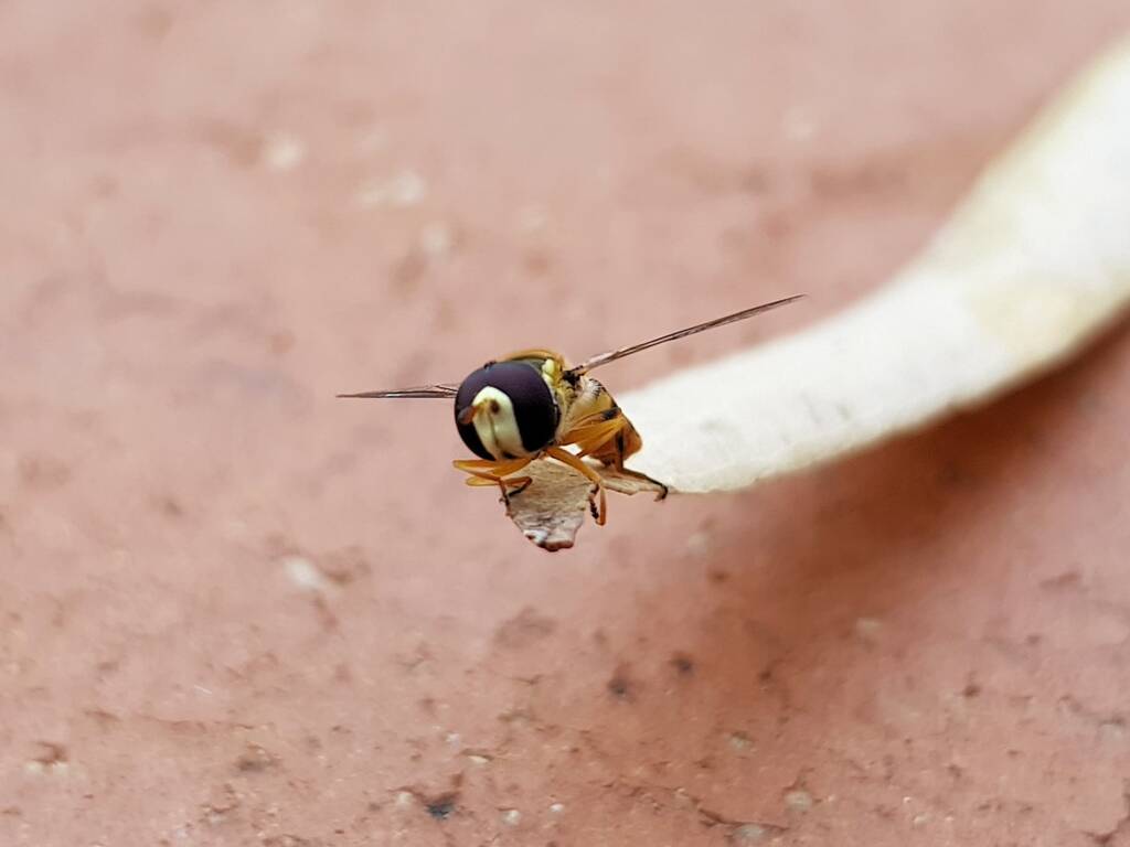 Yellow-shouldered Hover Fly (Ischiodon scutellaris), Alice Springs NT