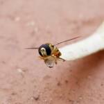 Yellow-shouldered Hover Fly (Ischiodon scutellaris), Alice Springs NT