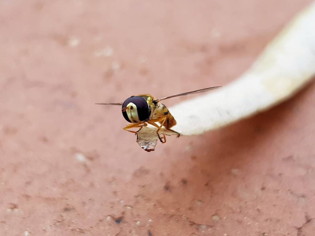 Yellow-shouldered Hover Fly (Ischiodon scutellaris), Alice Springs NT