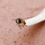Yellow-shouldered Hover Fly (Ischiodon scutellaris), Alice Springs NT