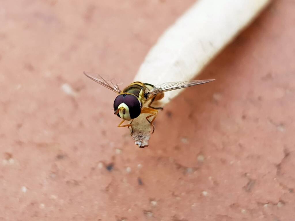 Yellow-shouldered Hover Fly (Ischiodon scutellaris), Alice Springs NT