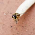 Yellow-shouldered Hover Fly (Ischiodon scutellaris), Alice Springs NT