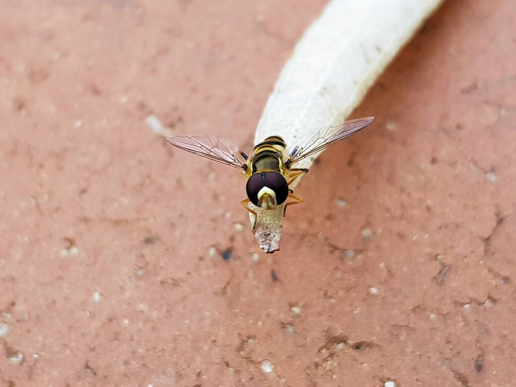 Yellow-shouldered Hover Fly (Ischiodon scutellaris), Alice Springs NT