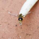 Yellow-shouldered Hover Fly (Ischiodon scutellaris), Alice Springs NT