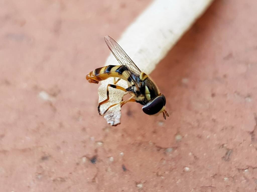 Yellow-shouldered Hover Fly (Ischiodon scutellaris), Alice Springs NT