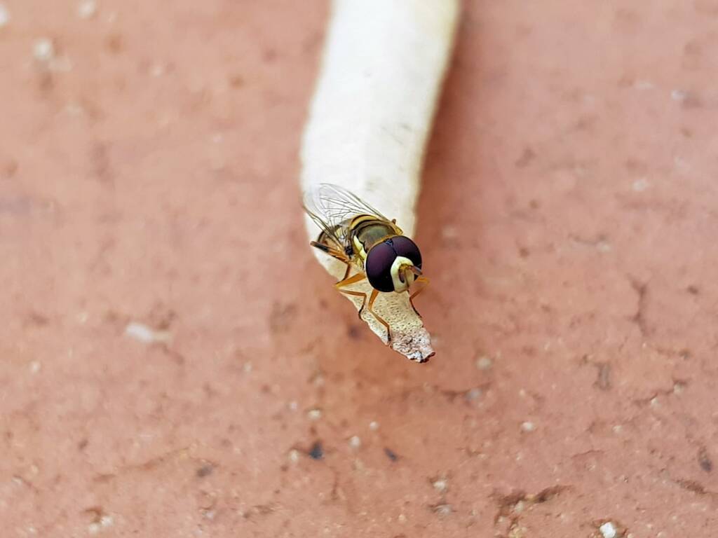 Yellow-shouldered Hover Fly (Ischiodon scutellaris), Alice Springs NT
