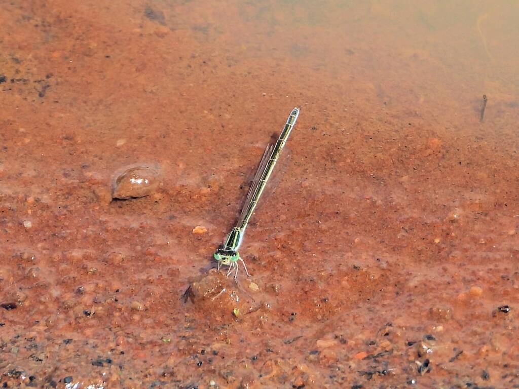 Female Aurora Bluetail Damselfly (Ischnura aurora), Kunoth Bore NT © Dorothy Latimer