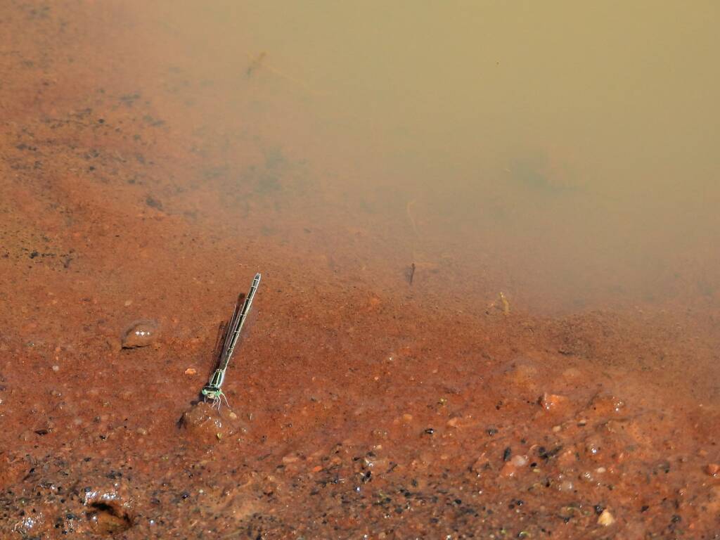 Female Aurora Bluetail Damselfly (Ischnura aurora), Kunoth Bore NT © Dorothy Latimer