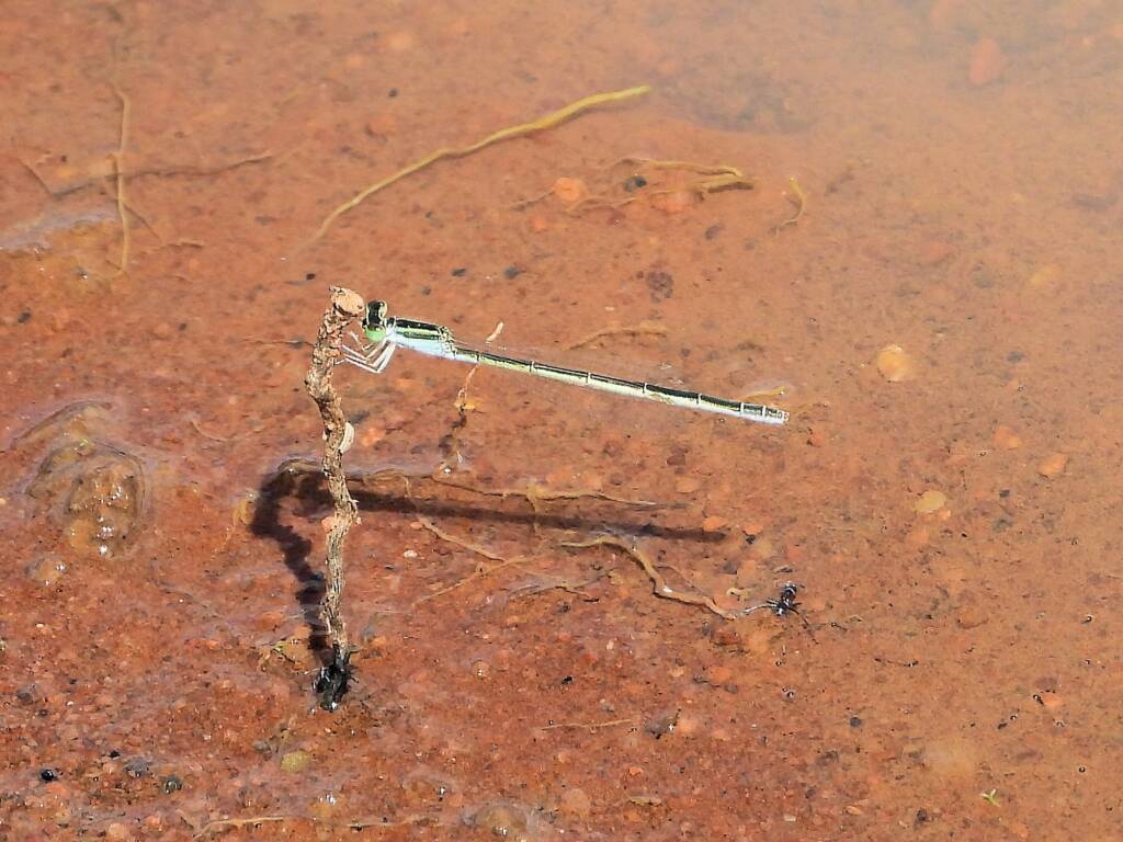 Female Aurora Bluetail Damselfly (Ischnura aurora), Kunoth Bore NT © Dorothy Latimer