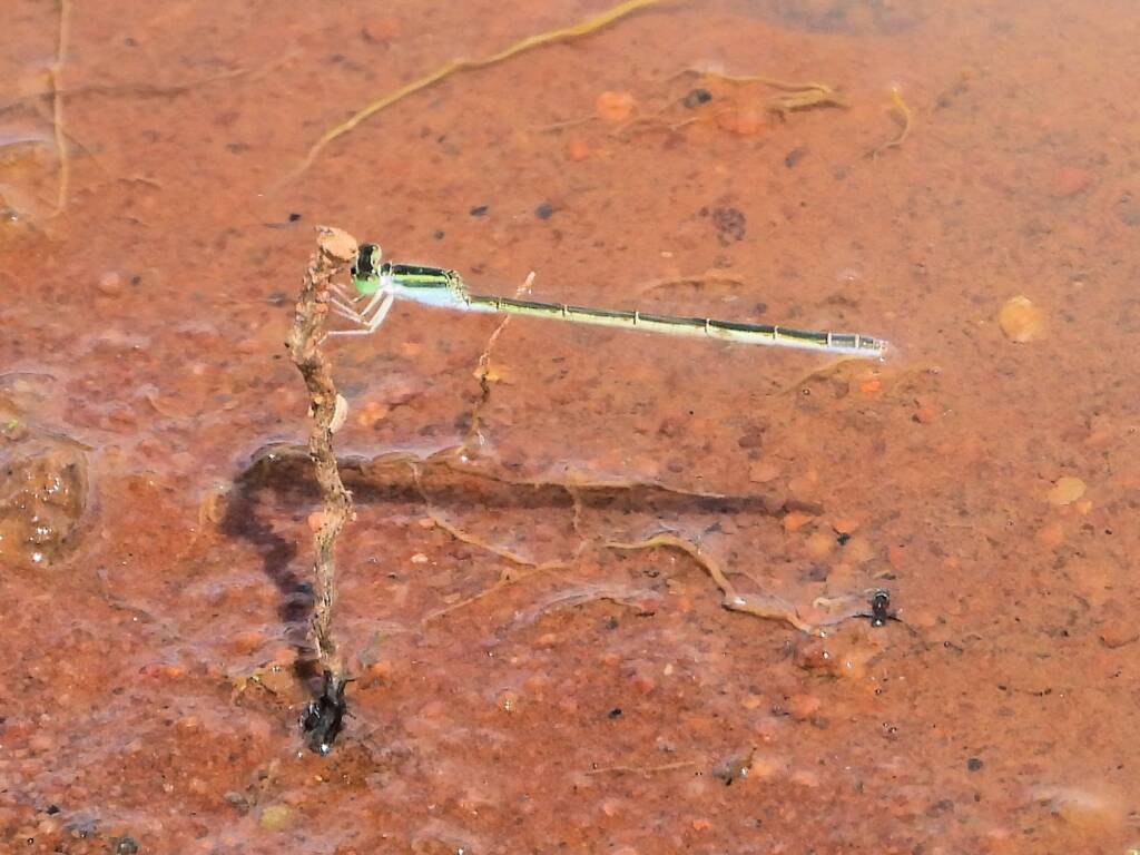 Female Aurora Bluetail Damselfly (Ischnura aurora), Kunoth Bore NT © Dorothy Latimer