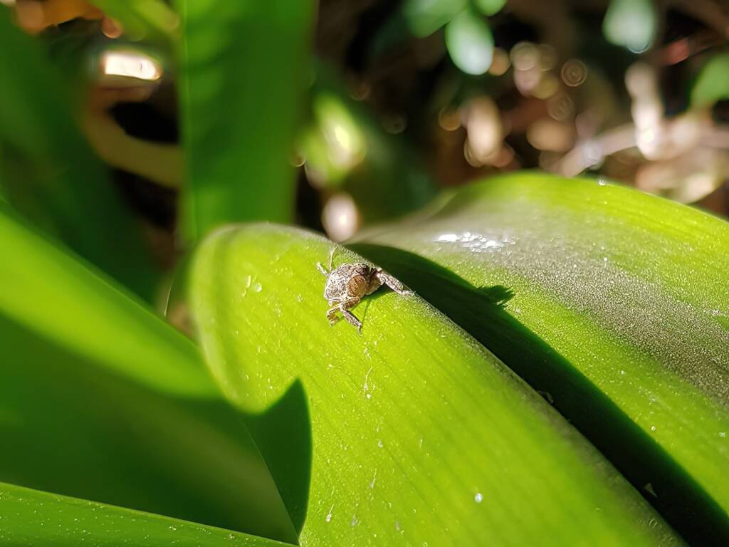 Juvenile Squathopper (Family Eurybrachidae), Alice Springs NT