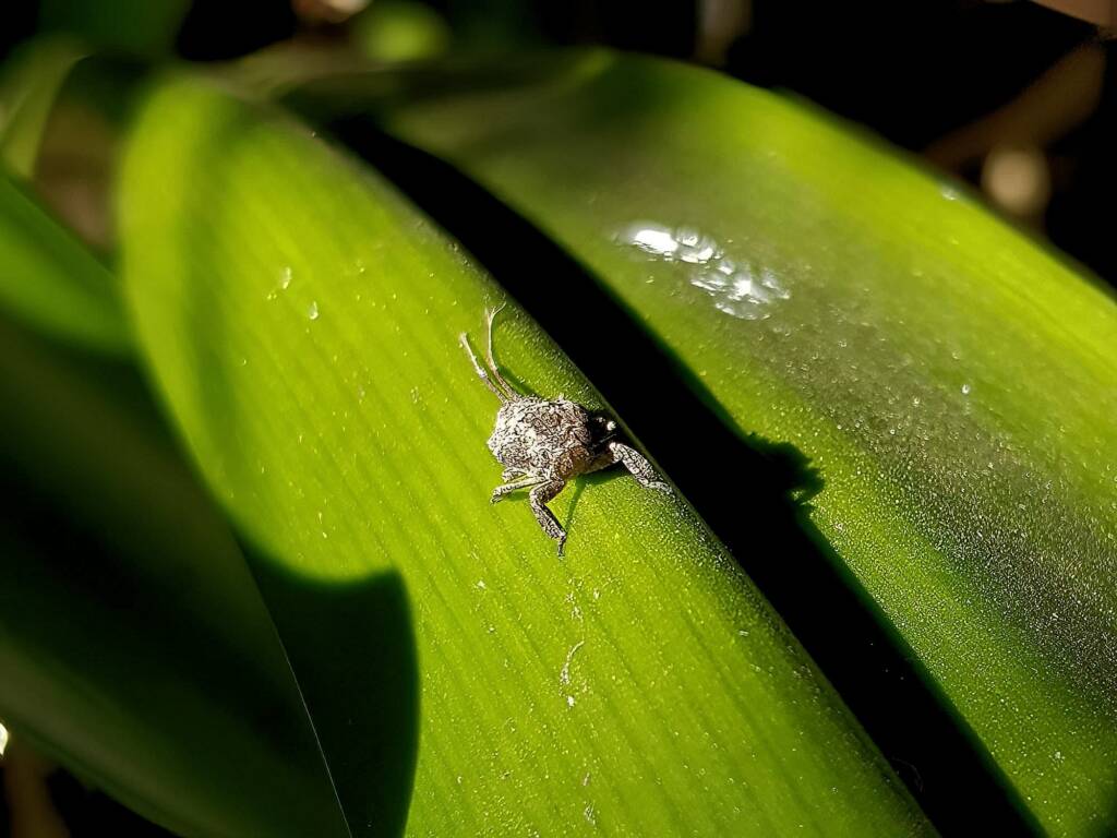 Juvenile Squathopper (Family Eurybrachidae), Alice Springs NT