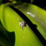Juvenile Squathopper (Family Eurybrachidae), Alice Springs NT