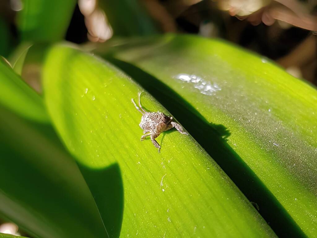 Juvenile Squathopper (Family Eurybrachidae), Alice Springs NT